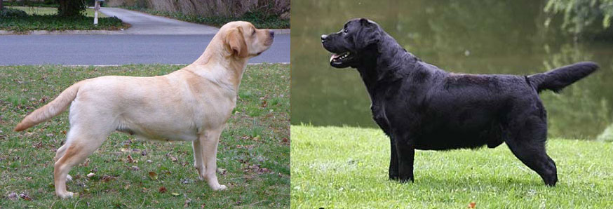 5 month old labrador puppy